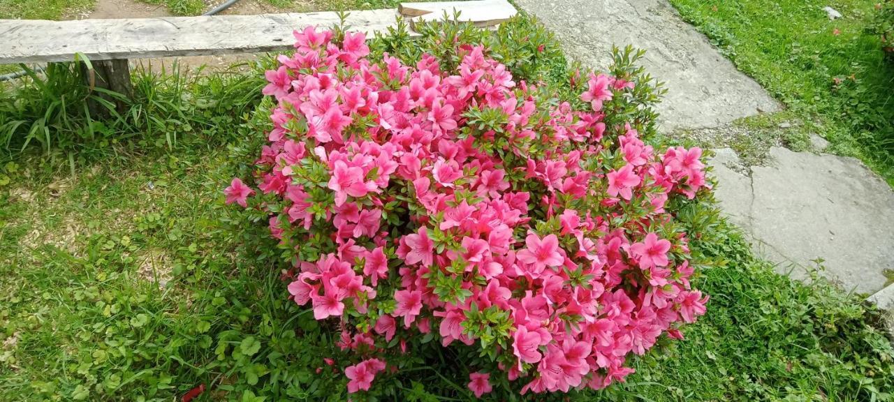 Greenery Homestay Darjeeling  Phòng bức ảnh